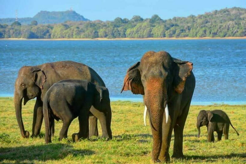 From Sigiriya: Minneriya National Park Elephant Safari - FAQ