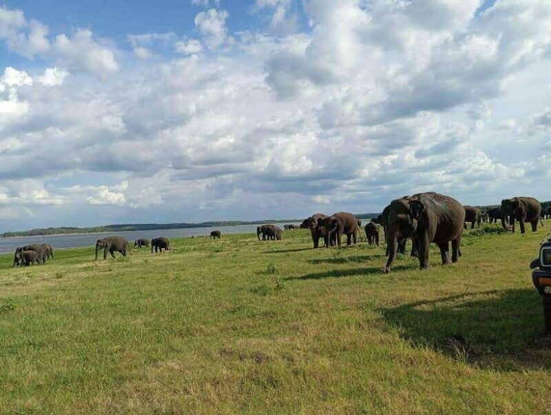 From Sigiriya: Minneriya National Park Half-Day Jeep Safari - An In-Depth Look at the Minneriya Safari