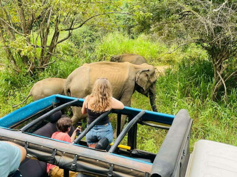 From Sigiriya: Minneriya National Park Private Jeep Safari - An In-Depth Look at the Safari Experience