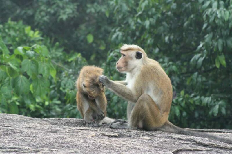 From Sigiriya to Ritigala Mountain Hike with Village Lunch - An In-Depth Look at the Ritigala Mountain Hike and Village Lunch Tour