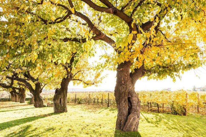 From Sirmione: Lugana Wine Tour - Wine and Food Highlights