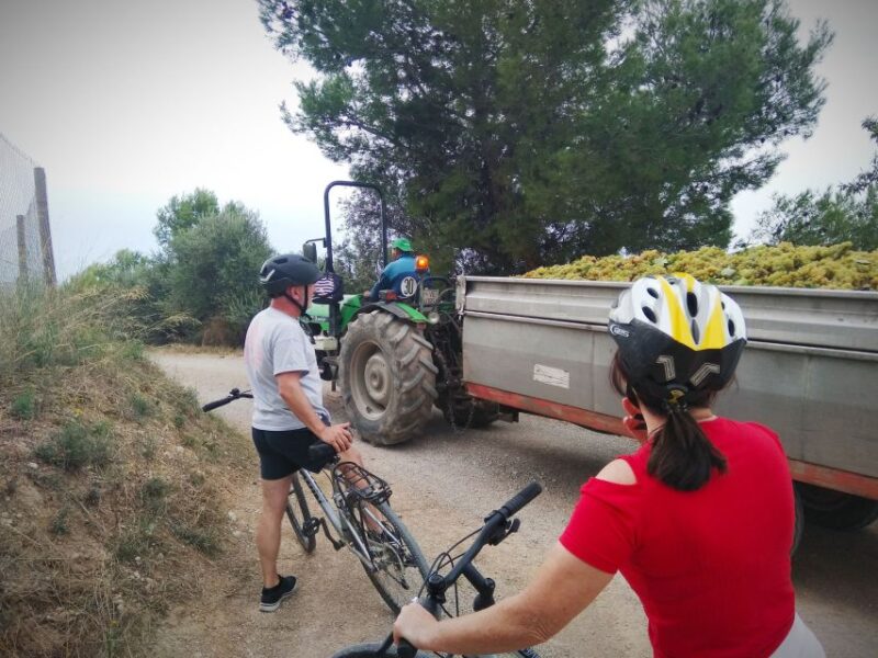 From Sitges: Cycling Tour With Winery Visit and Tasting - Vine-to-Bottle Winemaking Process