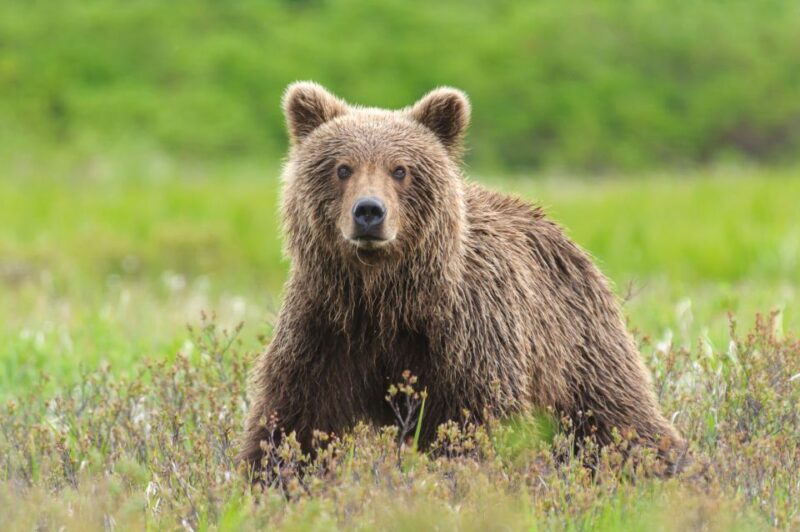 From Skagway: White Pass Summit Guided Bus Tour - Tour Duration and Pricing