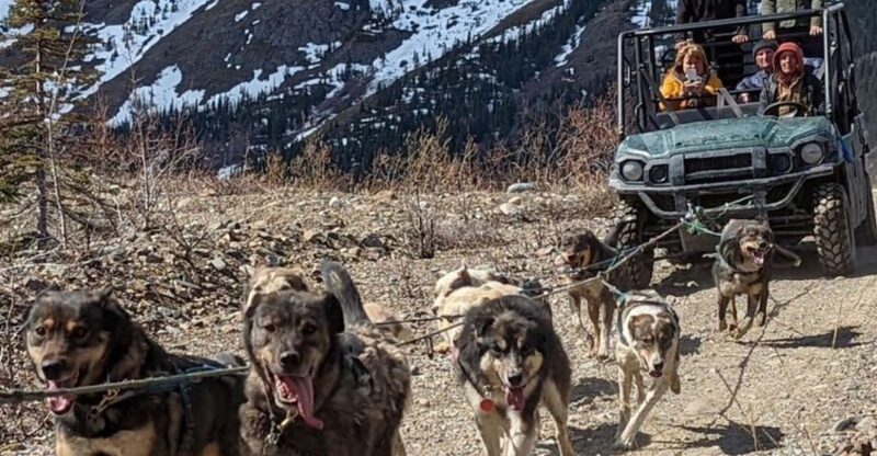 From Skagway: Yukon Sled Dog Mushing & White Pass Combo - Requirements and Recommendations