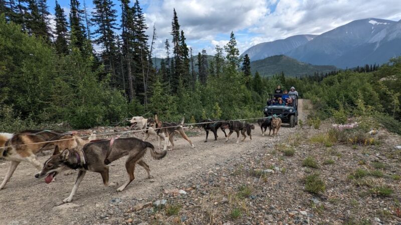 From Skagway: Yukon Sled Dog Mushing & White Pass Combo - Customer Feedback and Ratings