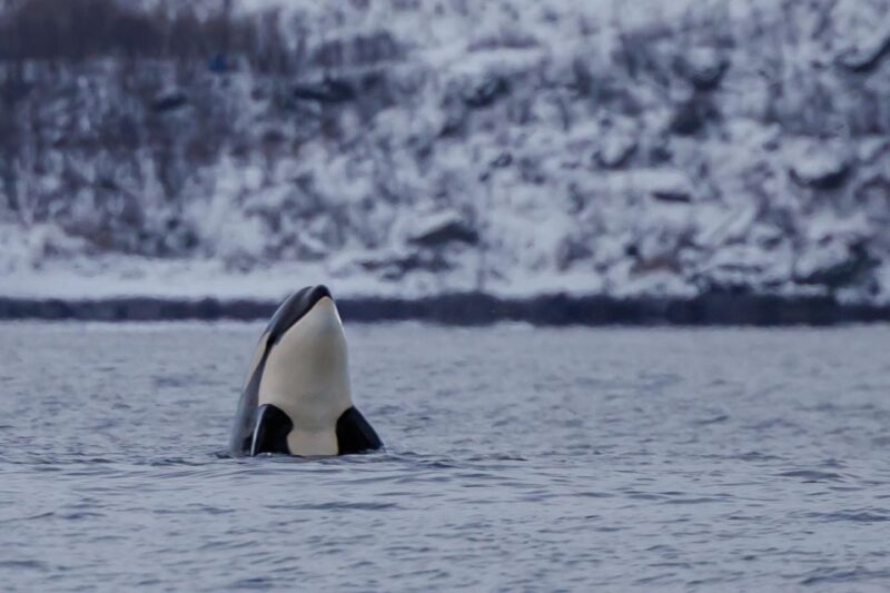 From Skjervøy: Whale Watching in a Heated Cabin Cruiser - Key Points