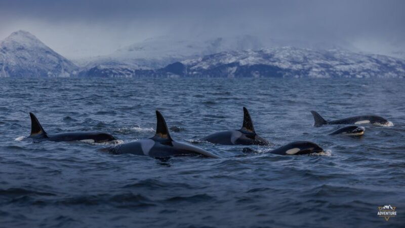 From Skjervøy: Whale Watching in a Heated Cabin Cruiser - Itinerary and Highlights