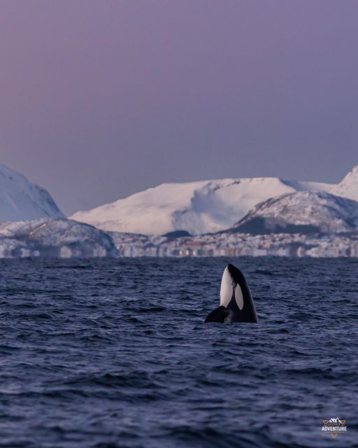From Skjervøy: Whale Watching in a Heated Cabin Cruiser - Safety and Comfort