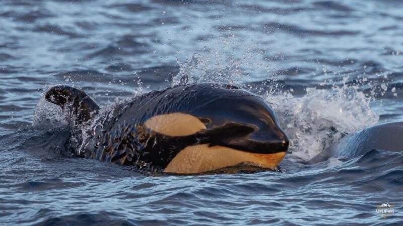 From Skjervøy: Whale Watching in a Heated Cabin Cruiser - Participant Requirements