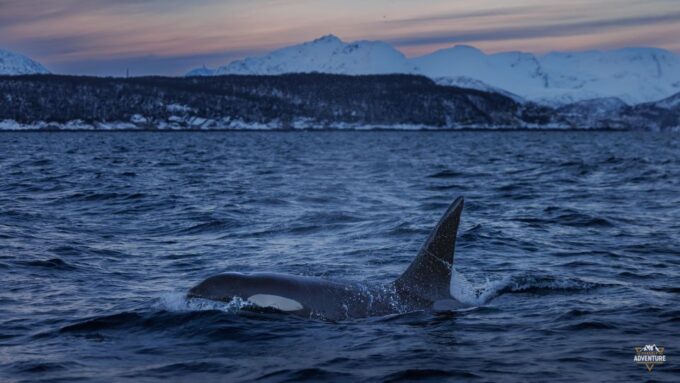 From Skjervøy: Whale Watching in a Heated Cabin Cruiser - Customer Ratings