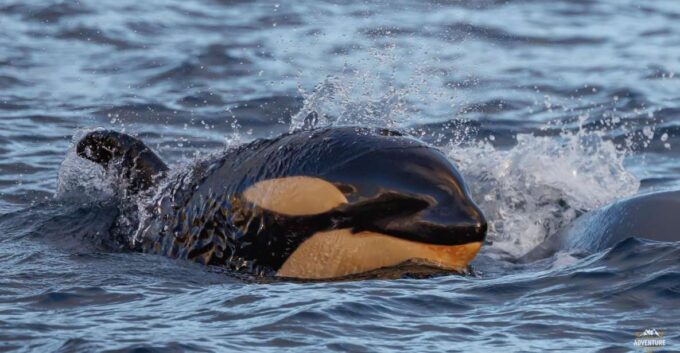 From Skjervøy: Whale Watching in a Heated Cabin Cruiser - Booking and Cancellation