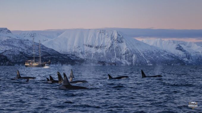 From Skjervøy: Whale Watching in a Heated Cabin Cruiser - Getting to Skjervøy