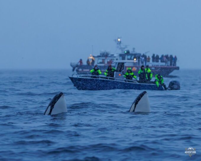 From Skjervøy: Whale Watching in a Heated Cabin Cruiser - Recap