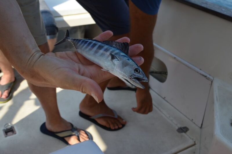 From Sorrento: Fishing in Capri With Lunch - Important Information