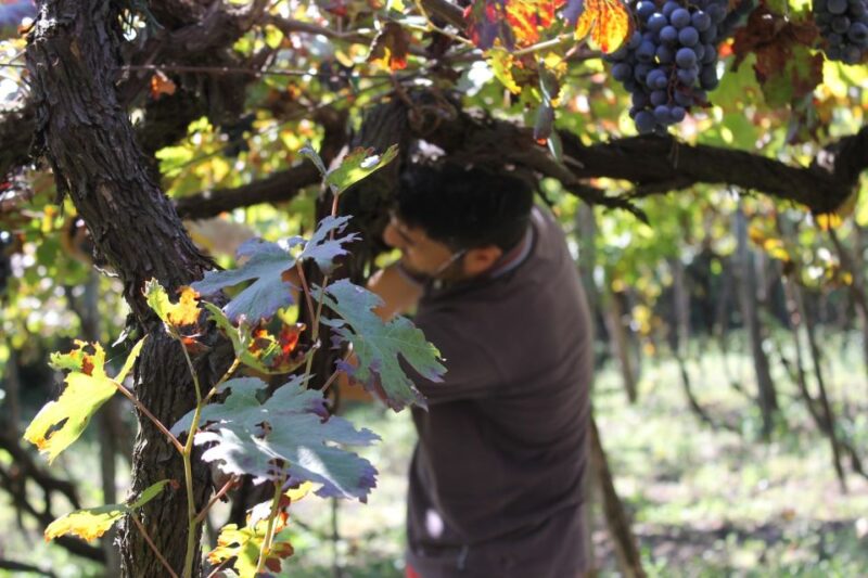 From Sorrento: Full-Day Pompeii & Wine Tasting Tour - Highlights of the Pompeii Visit