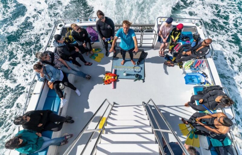 From Sorrento: Half-Day Cruise With Dolphins & Seals Snorkel - Key Points