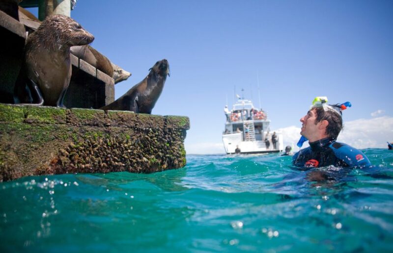 From Sorrento: Half-Day Cruise With Dolphins & Seals Snorkel - Inclusions