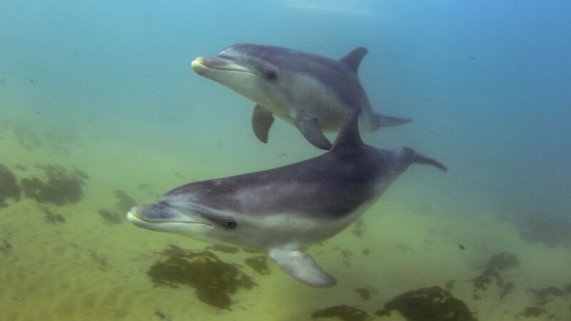From Sorrento: Half-Day Cruise With Dolphins & Seals Snorkel - Requirements
