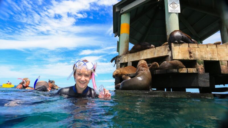 From Sorrento: Half-Day Cruise With Dolphins & Seals Snorkel - Pricing and Booking