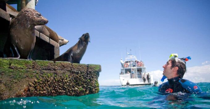 From Sorrento: Half-Day Cruise With Dolphins & Seals Snorkel - Discover Underwater Marine Parks