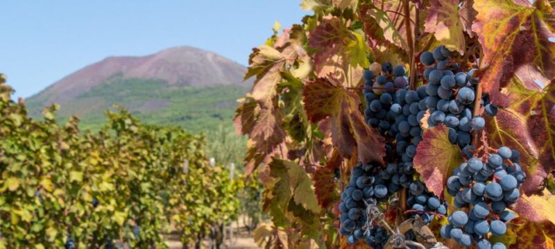 From Sorrento: Herculaneum Guided Tour With Easy Lunch - Scenic Countryside Views