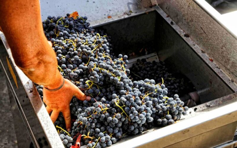 From Sorrento: Winery Tour, Tasting & Lunch - Pricing and Booking