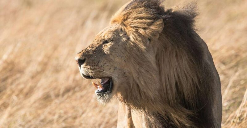 From South Africa: Lion and Safari Park Half-Day Tour - Highlights of the Experience
