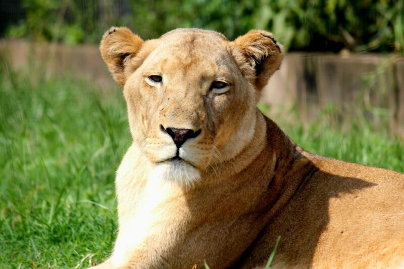 From South Africa: Lion and Safari Park Half-Day Tour - Interactive Lion Encounters