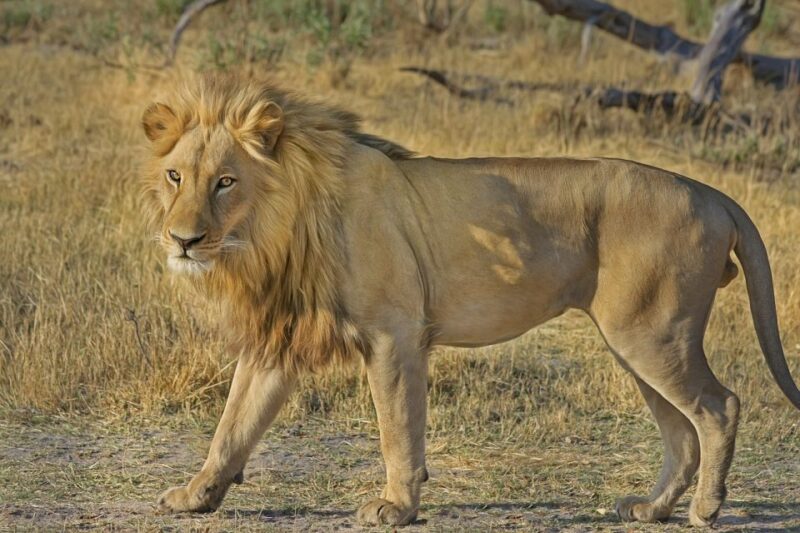 From South Africa: Lion and Safari Park Half-Day Tour - Cancellation Policy