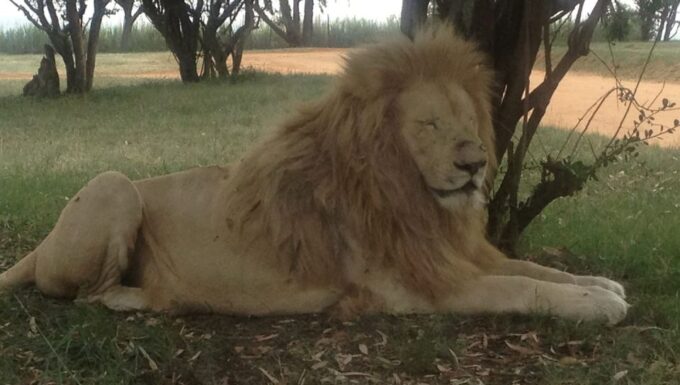 From South Africa: Lion and Safari Park Half-Day Tour - Frequently Asked Questions