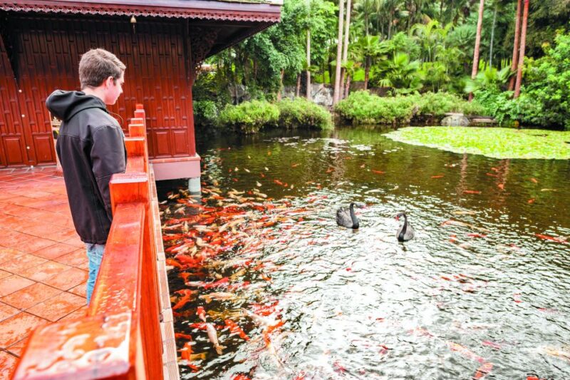 From South Tenerife: Loro Park Zoo Ticket & Hotel Transfers - Orca Ocean: Killer Whale Shows