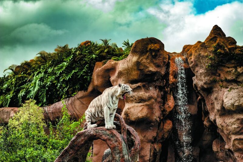 From South Tenerife: Loro Park Zoo Ticket & Hotel Transfers - Katandra TreeTops: Hanging Bridges