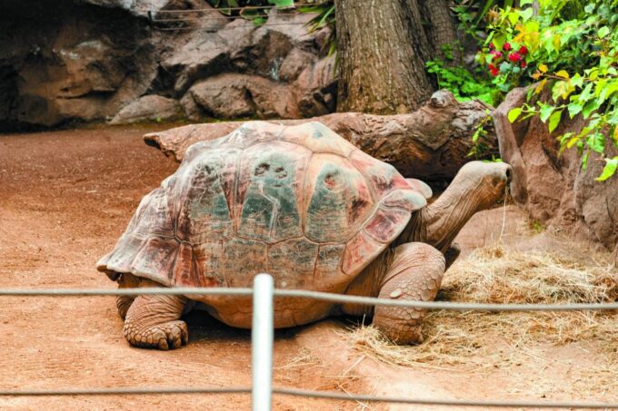 From South Tenerife: Loro Park Zoo Ticket & Hotel Transfers - Logistics and Accessibility