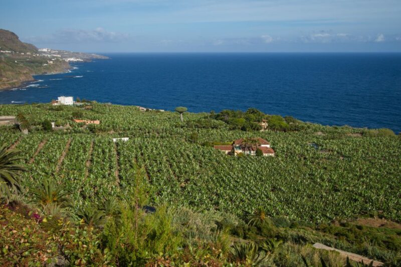 From South Tenerife: VIP Gran Tour Tenerife Island - Visiting Garachico and Icod De Los Vinos