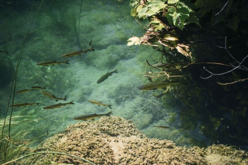 From Split: Krka Waterfalls, Food & Wine Tasting Tour - Inclusions and Ticket Information