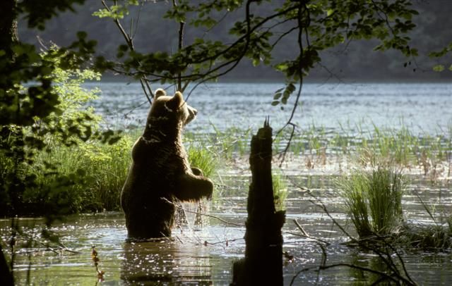 From Split or Trogir: Plitvice Lakes Private Tour - Highlights of Plitvice Lakes National Park