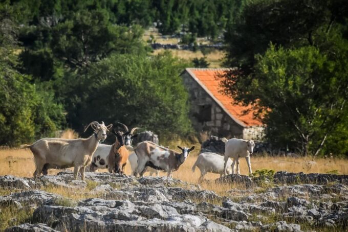 From Split: Private Guided ATV Quad Tour With Lunch - Cancellation and Booking