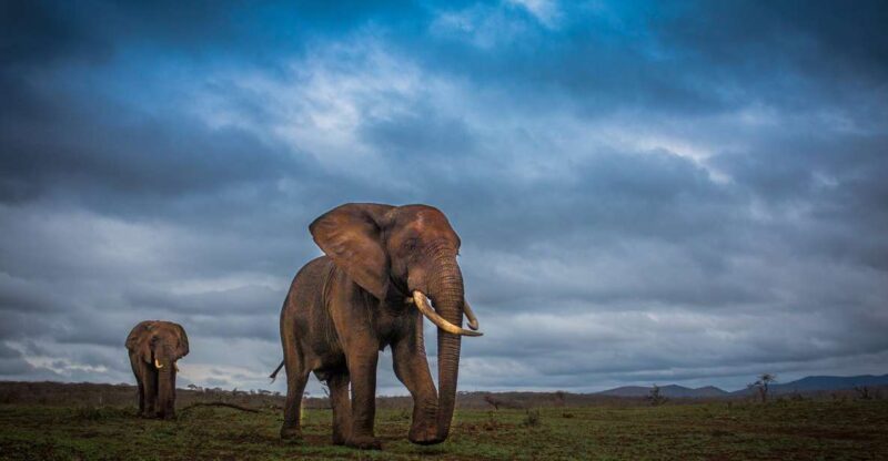 From St Lucia: Isimangaliso Sunset Safari - Key Points