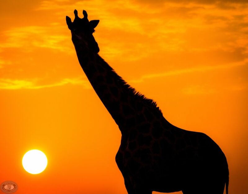 From St Lucia: Isimangaliso Sunset Safari - Wildlife Sighting Opportunities