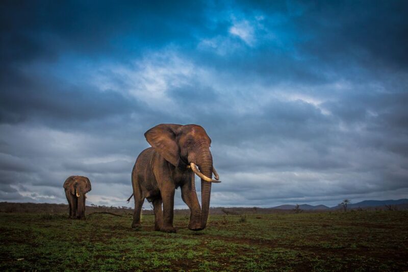 From St Lucia: Isimangaliso Sunset Safari - Diverse Ecosystems Experience