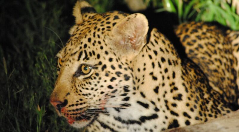 From St Lucia: Isimangaliso Wetland Park Night Drive Safari - Key Points