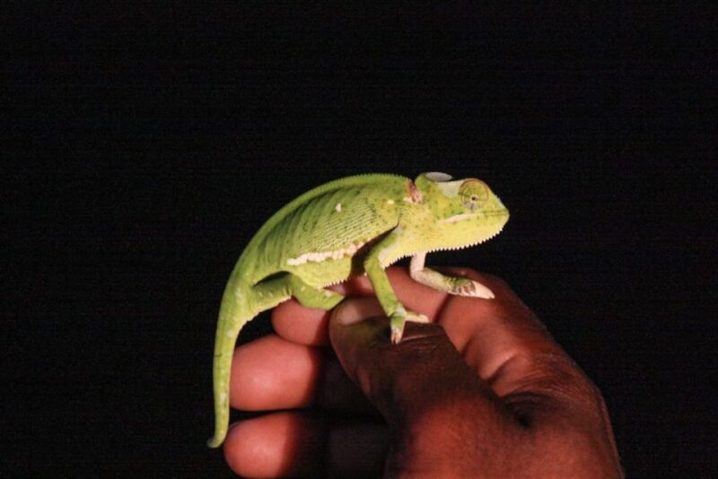 From St Lucia: Isimangaliso Wetland Park Night Drive Safari - Experienced Guides and Spotlights
