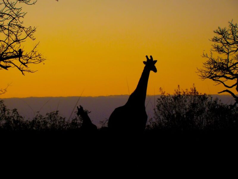 From St Lucia: Isimangaliso Wetland Park Night Drive Safari - Wildlife Observation at Night