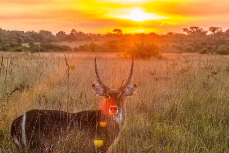 From St Lucia: Isimangaliso Wetland Park Night Drive Safari - Positive Guest Reviews