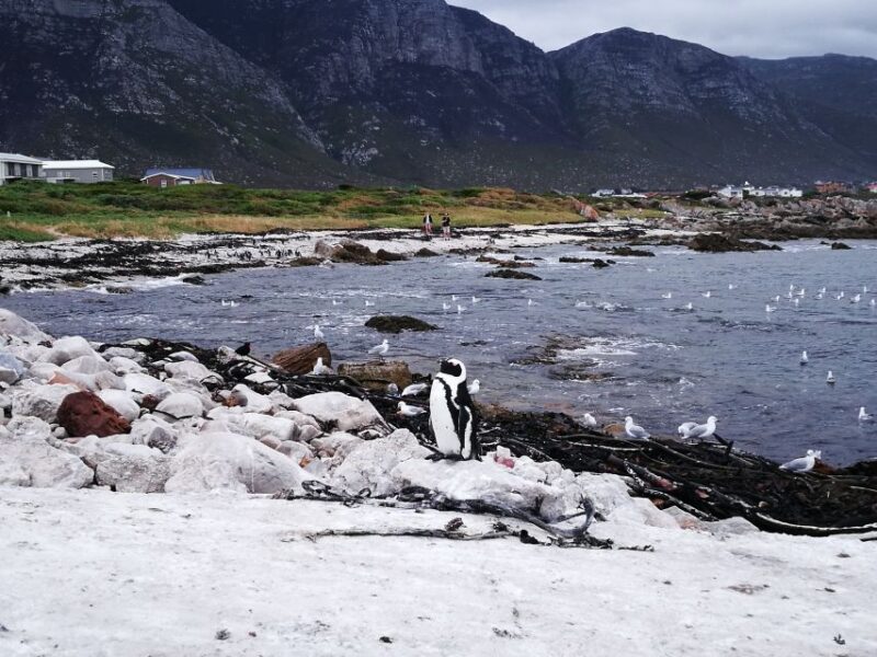 From Stellenbosch: Hermanus Whale Route Tour - Panoramic Mountain and Sea Views