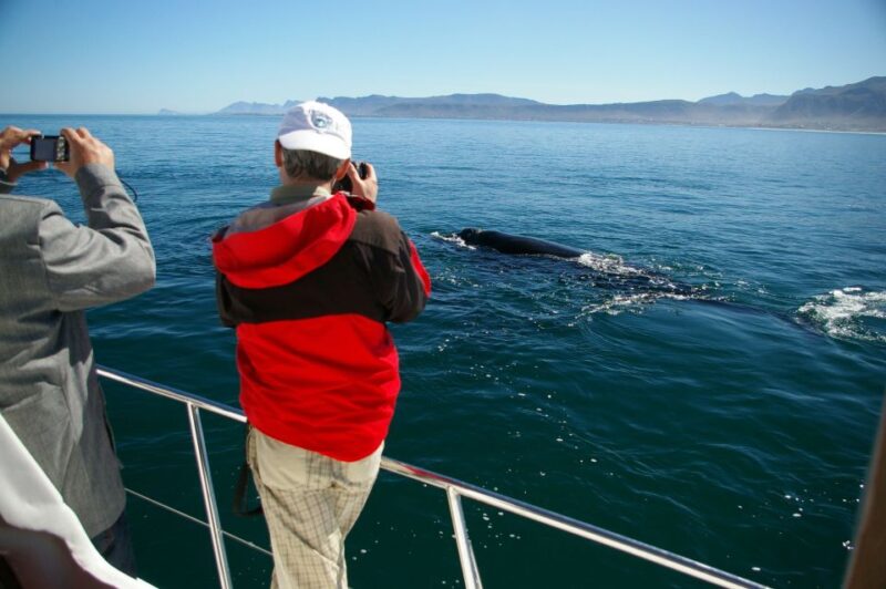 From Stellenbosch: Hermanus Whale Route Tour - Whale Watching in Hermanus