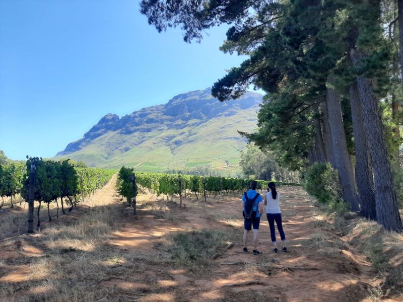 From Stellenbosch: Stellenbosch Guided Vineyard Walk - Key Points