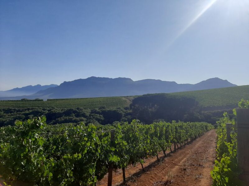From Stellenbosch: Stellenbosch Guided Vineyard Walk - Highlights of the Tour