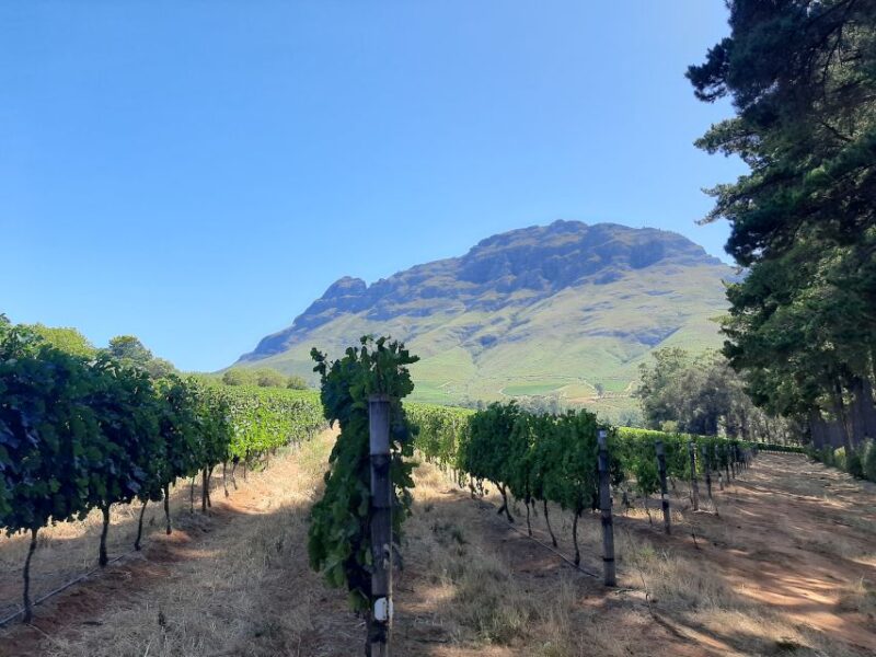 From Stellenbosch: Stellenbosch Guided Vineyard Walk - Inclusions and Exclusions
