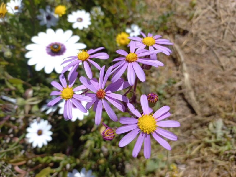 From Stellenbosch: Wildflower West Coast Guided Private Tour - Key Points
